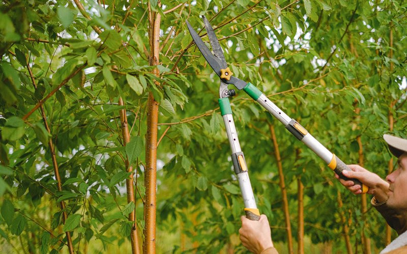 Tree trimming in Thurman, IA